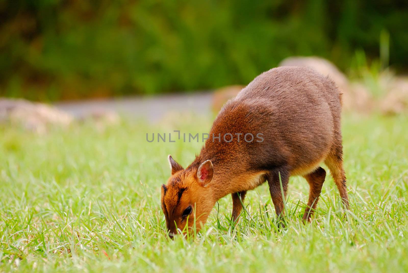 Wild deer of wildlife animal beyond the road and eating, Muntiacus reevesi in Taiwan.