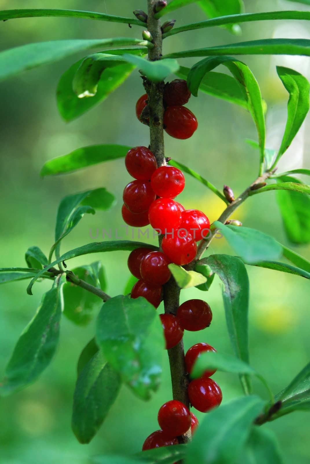 
venomous plant (bush) with ruddy berries