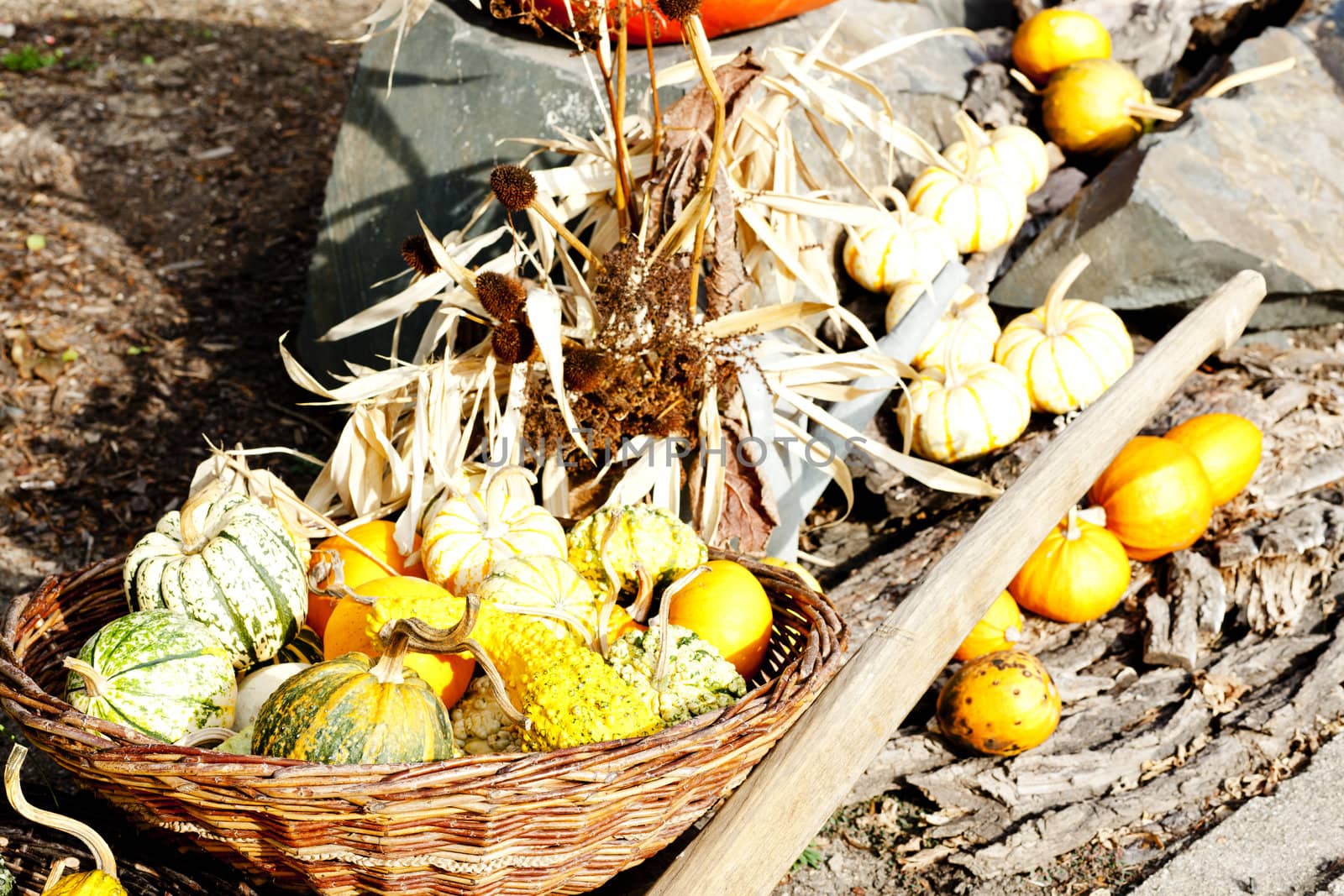 still life of pumpkins