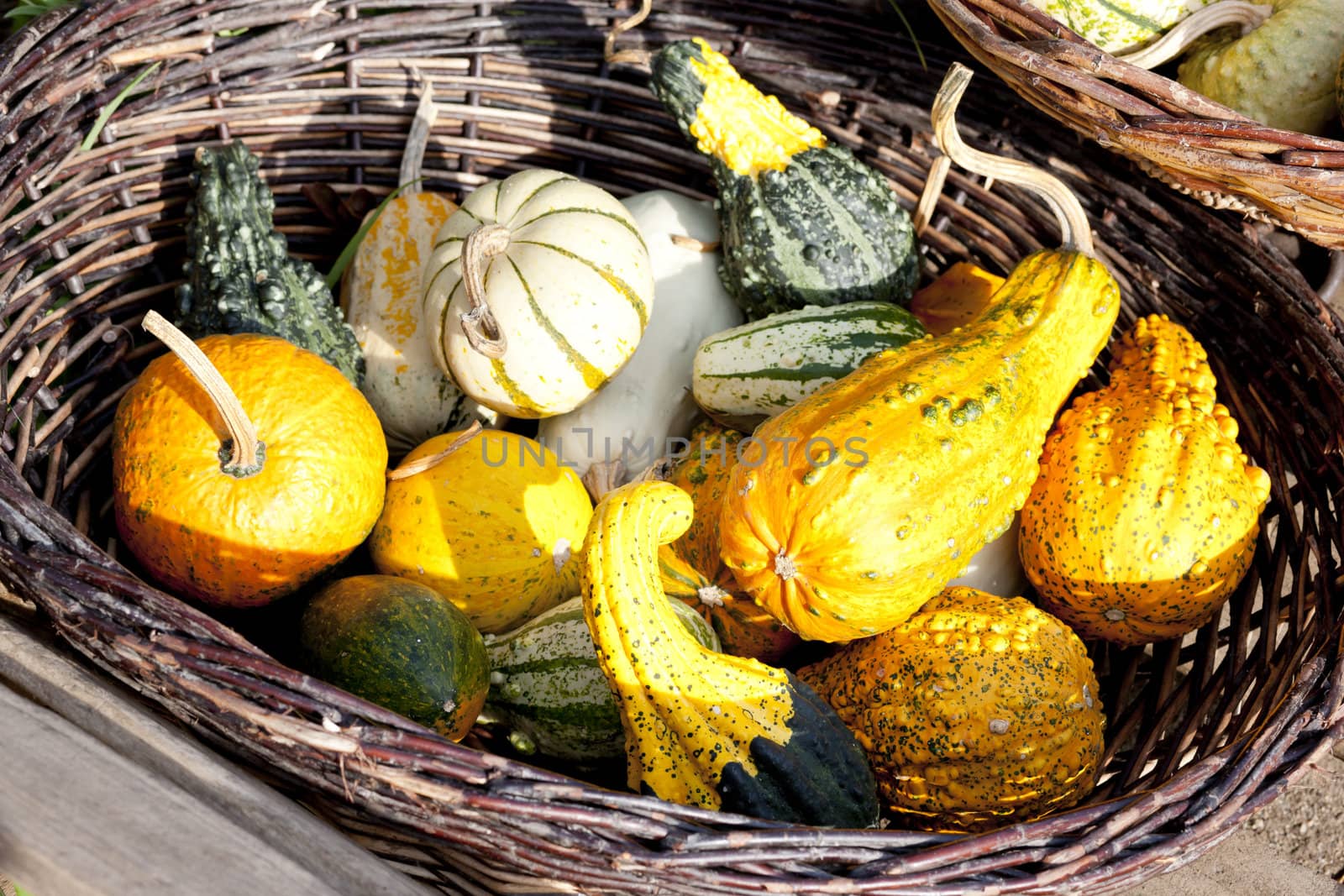 still life of pumpkins