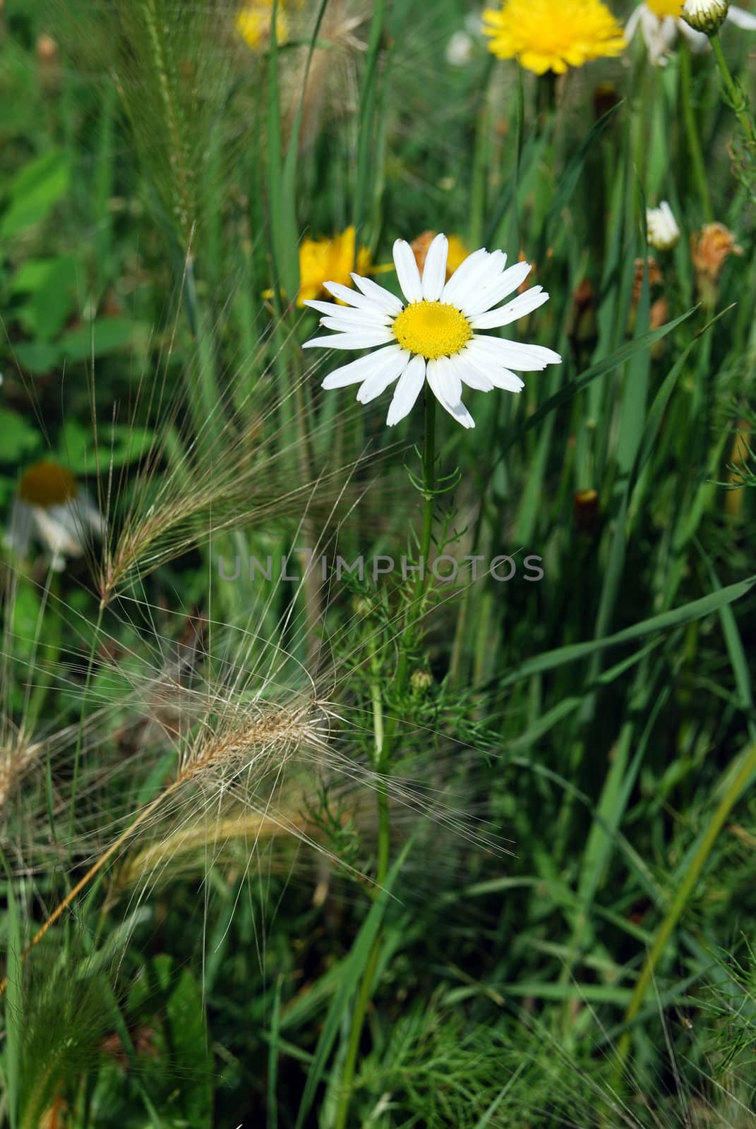 daisy and foxtail barley  in green grass