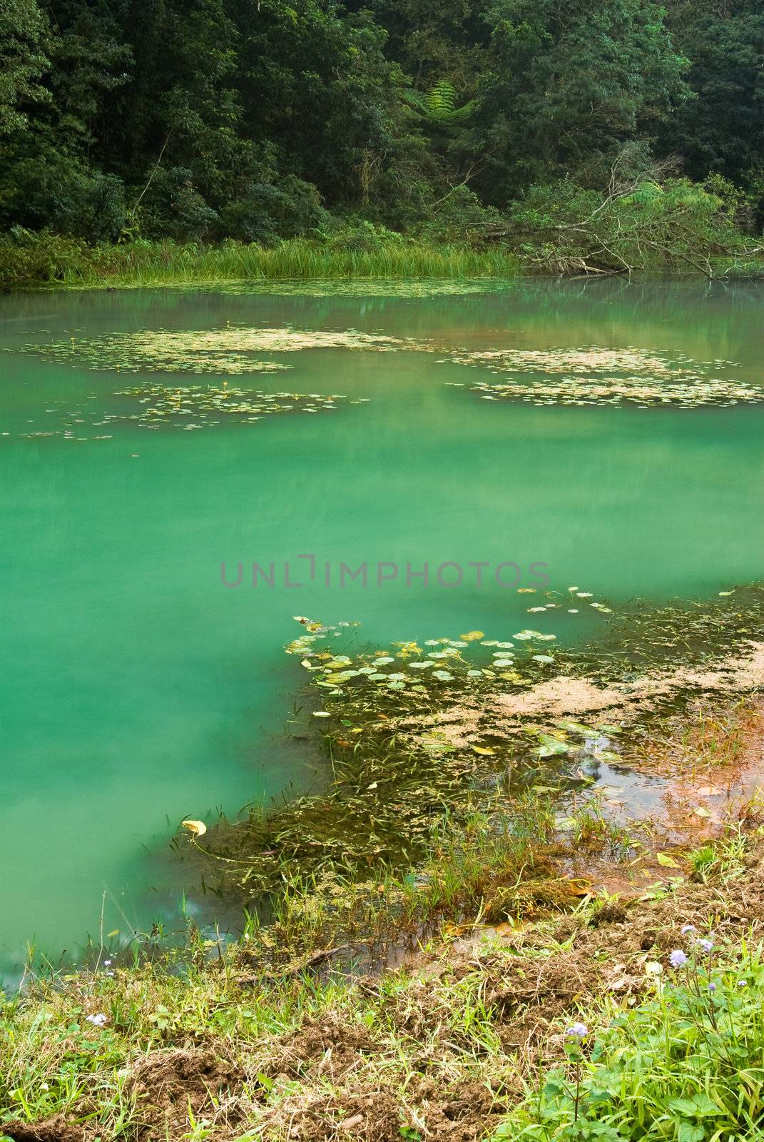 Beautiful lake in forest with plants and trees.
