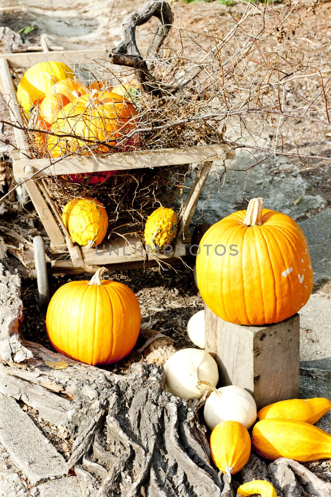 still life of pumpkins