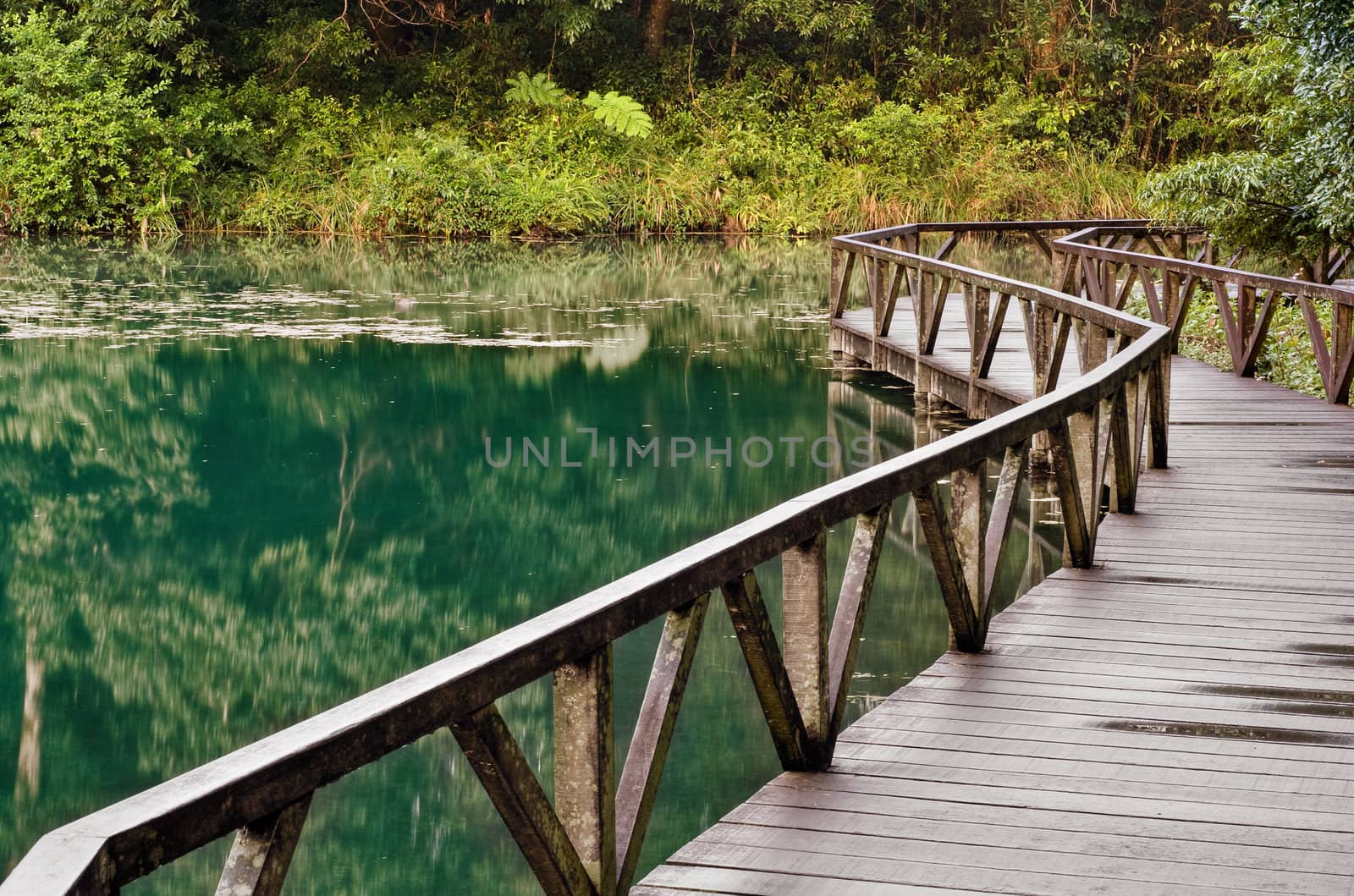 Lake in green with wooden walkway in the forest.