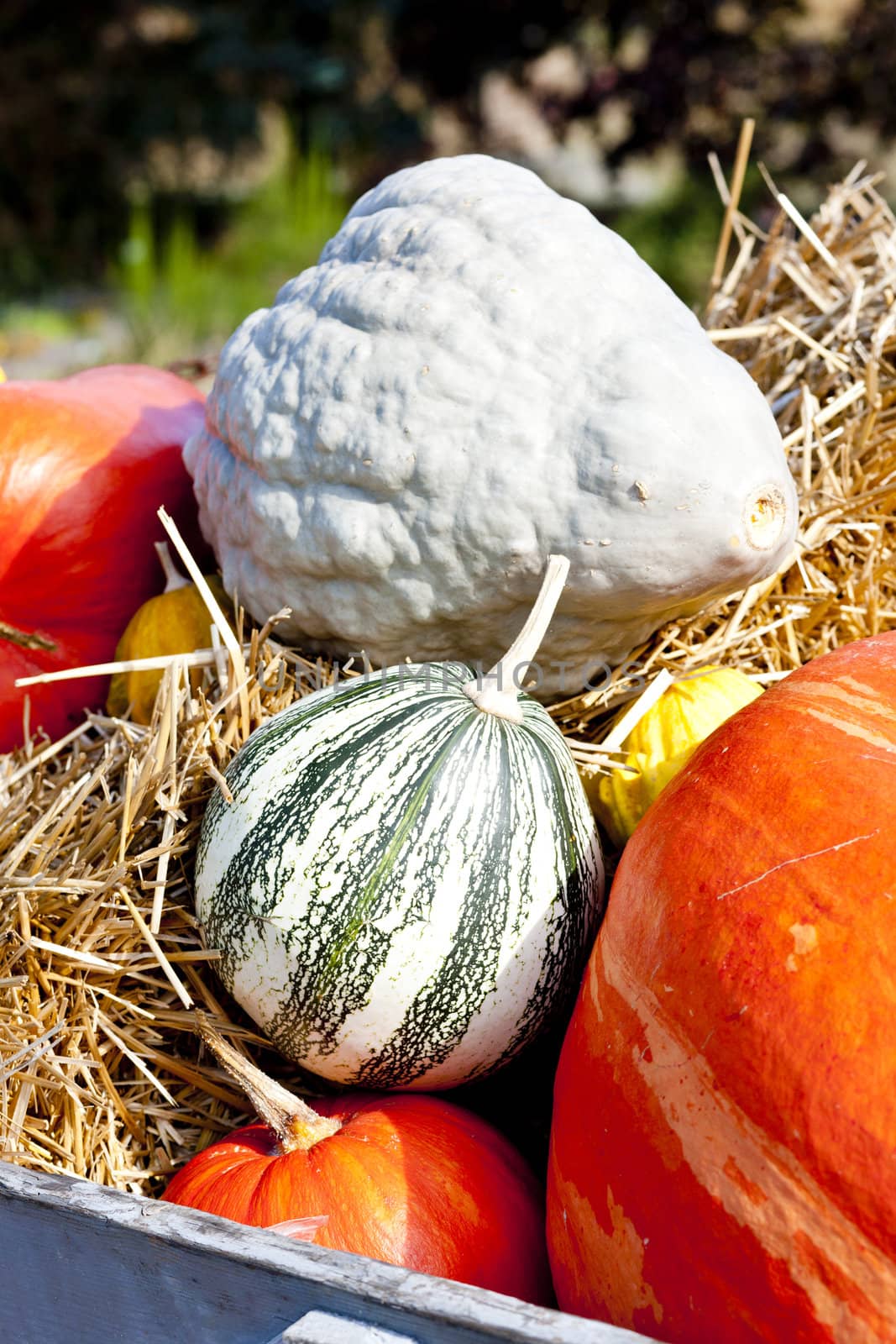 still life of pumpkins