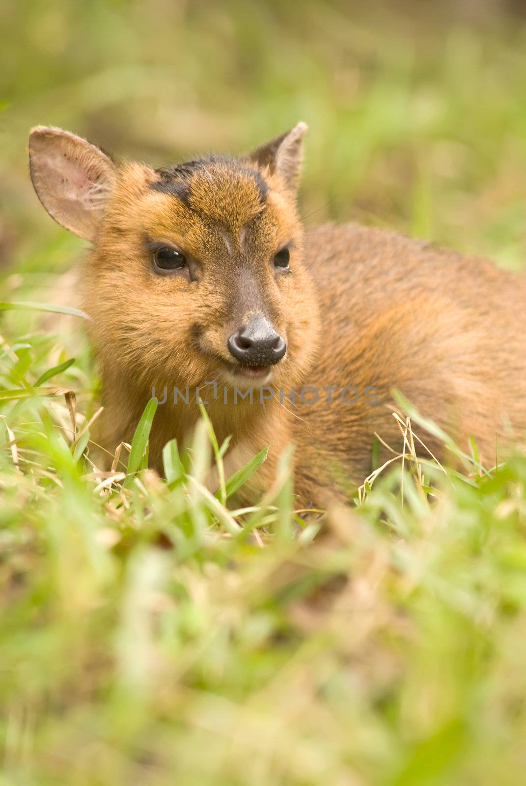 Wild deer of wildlife animal portrait, Muntiacus reevesi in outdoor.