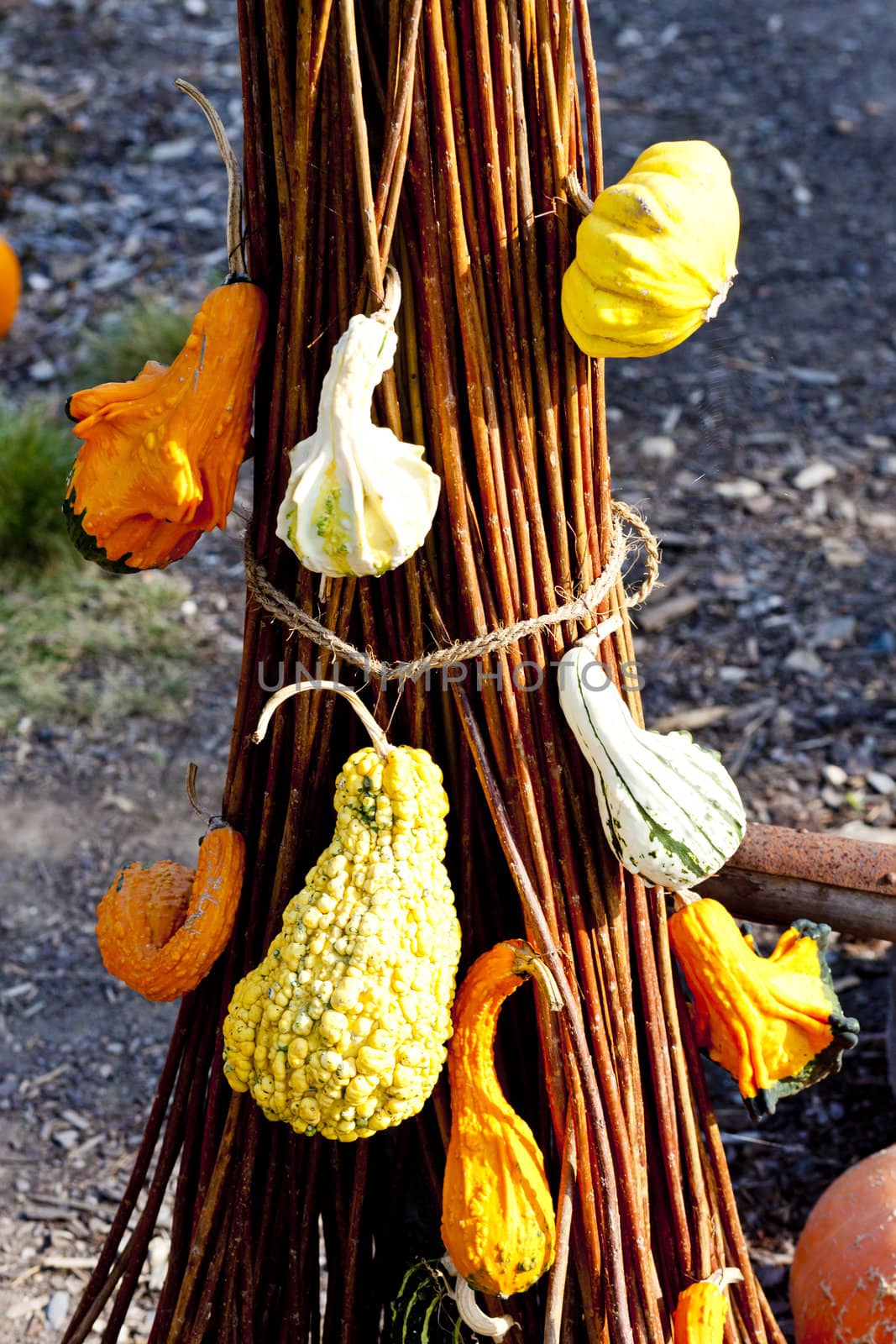 still life of pumpkins