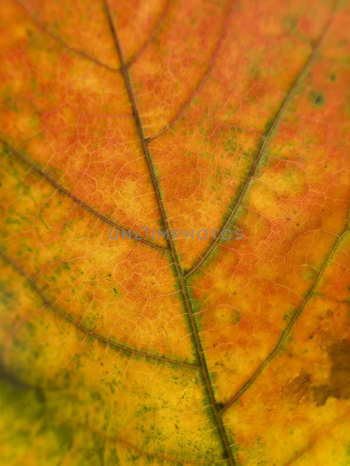 Close up on a autumn leaf shot in a studio
