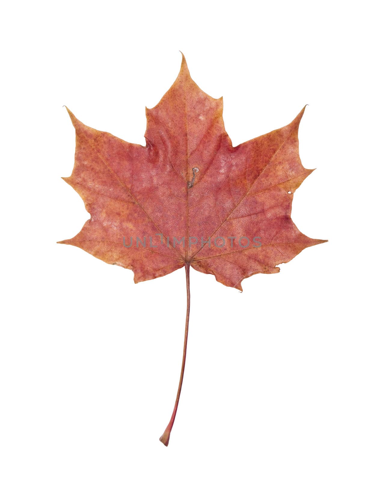 Autumn leaf isolated on a white background