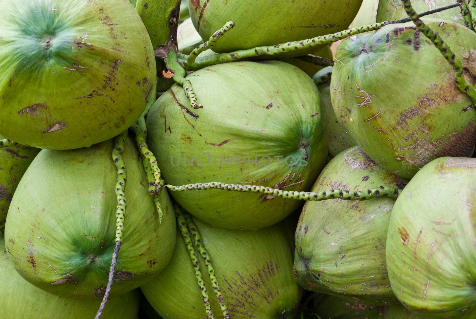 Coconuts background
 by sasilsolutions