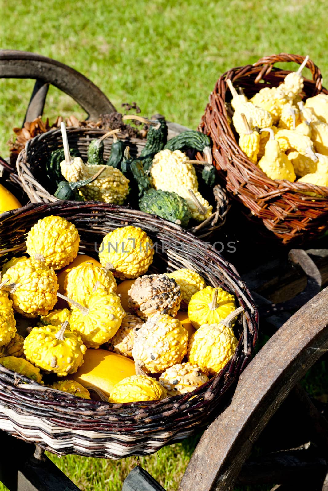 still life of pumpkins