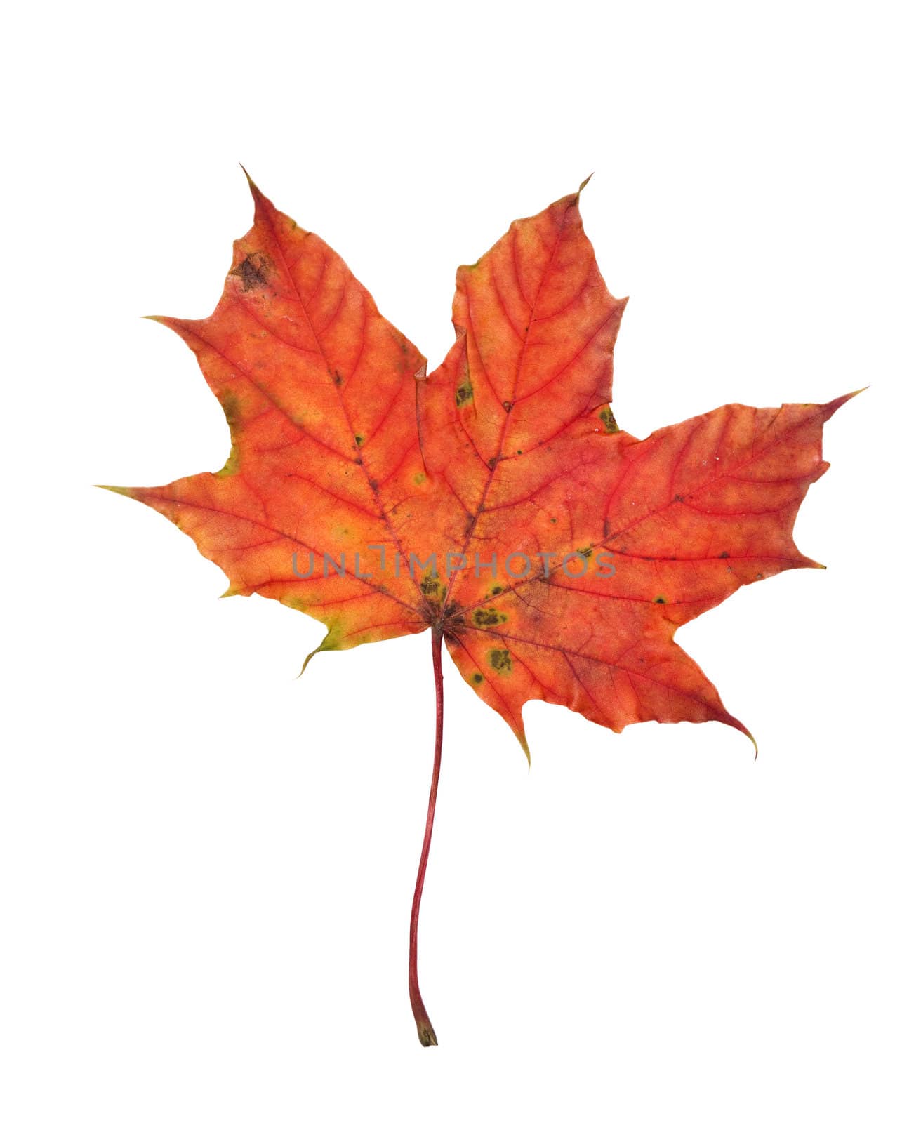 Autumn leaf isolated on a white background