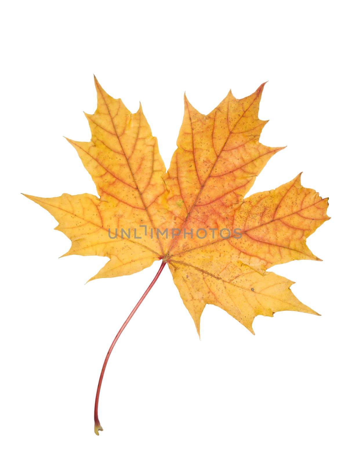 Autumn leaf isolated on a white background