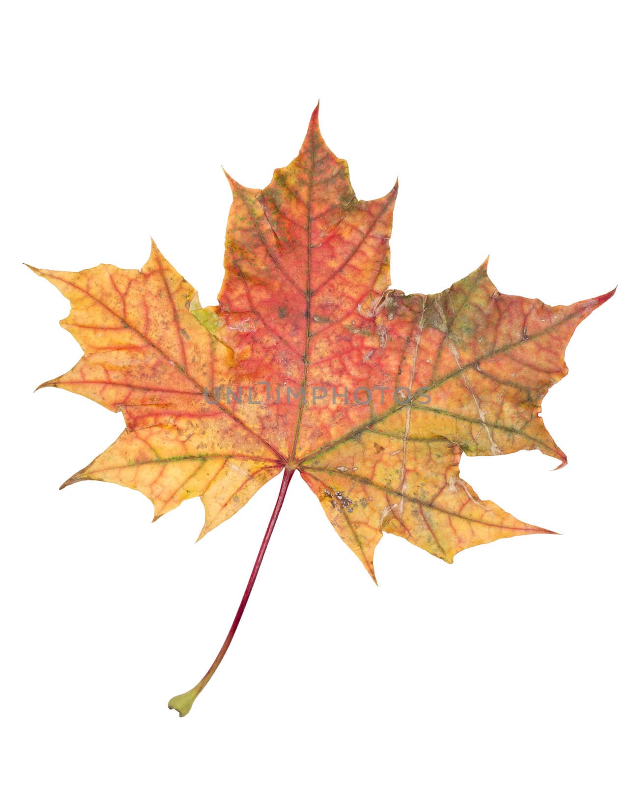 Autumn leaf isolated on a white background