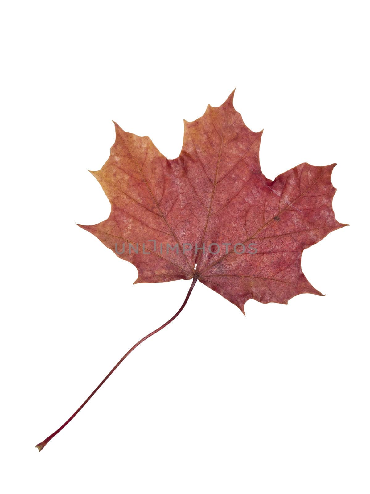 Autumn leaf isolated on a white background