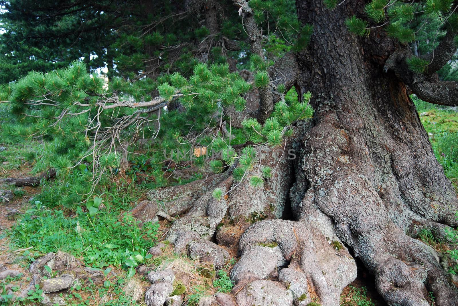giant cedar in Gorny Altai, Russia

