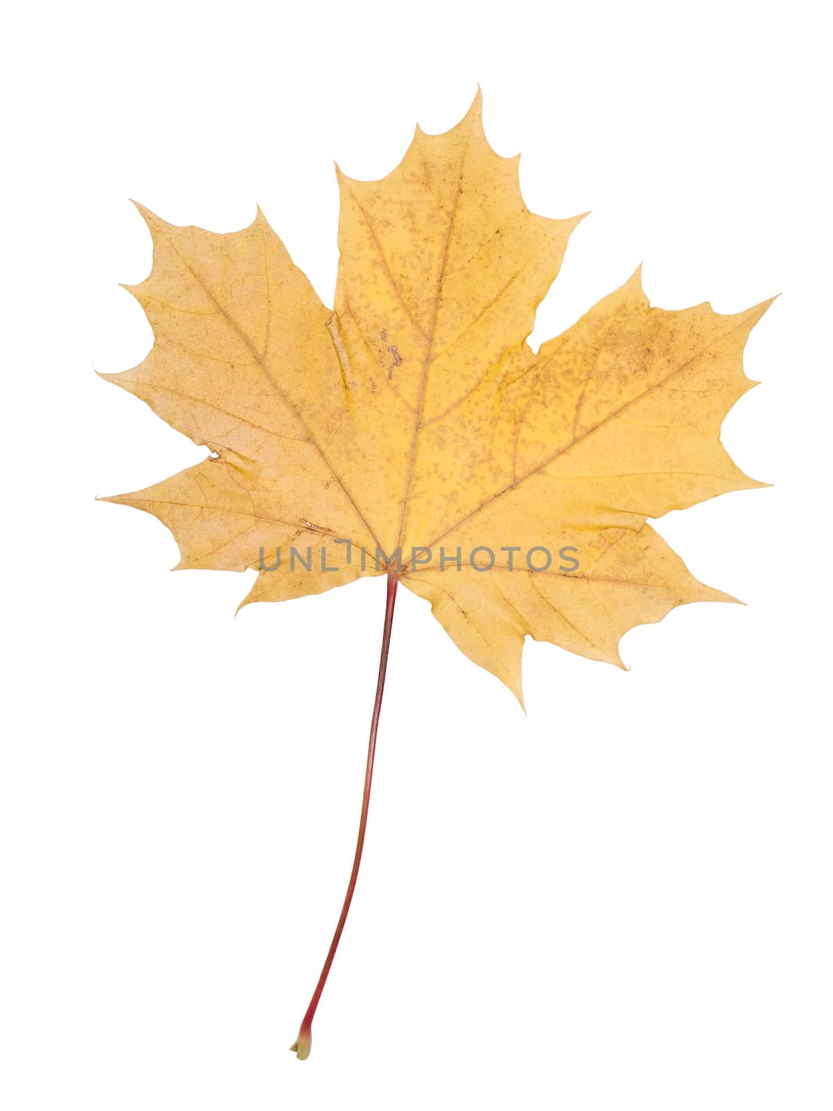 Autumn leaf isolated on a white background