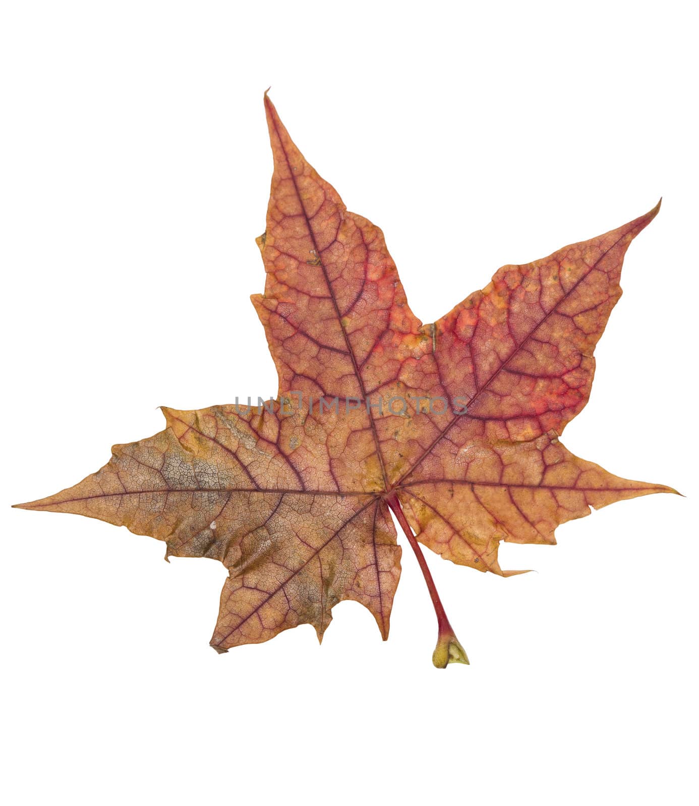 Autumn leaf isolated on a white background