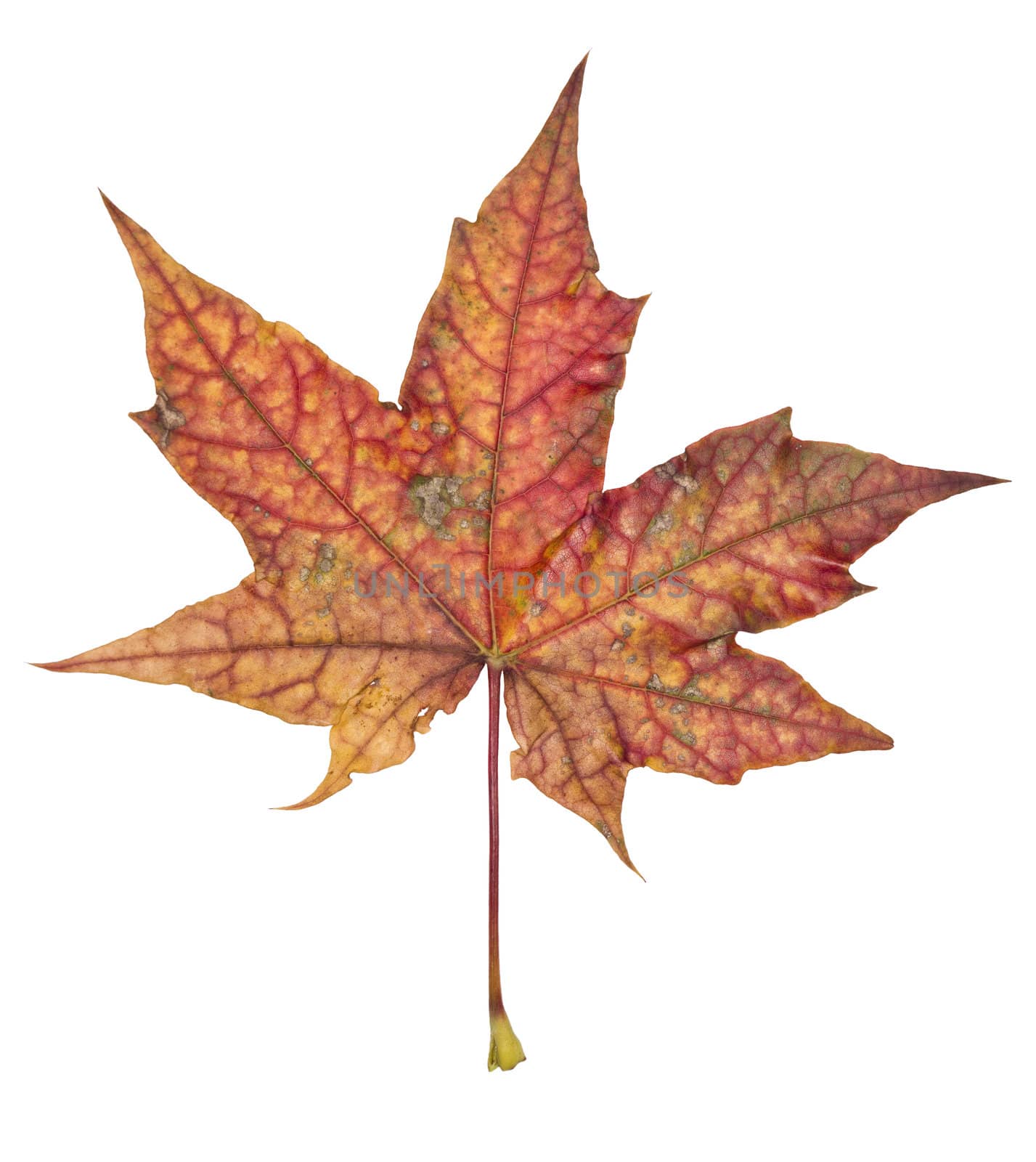 Autumn leaf  by gemenacom