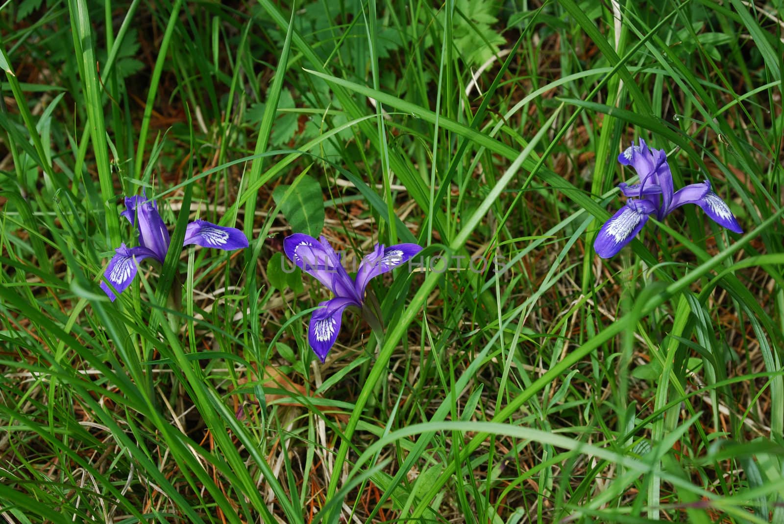 Iris ruthenica by prizzz