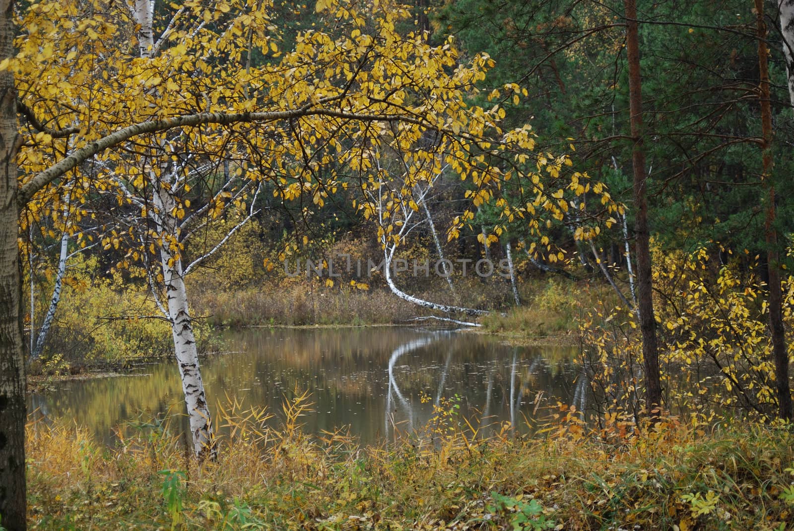 
autumn landscape with pond and trees