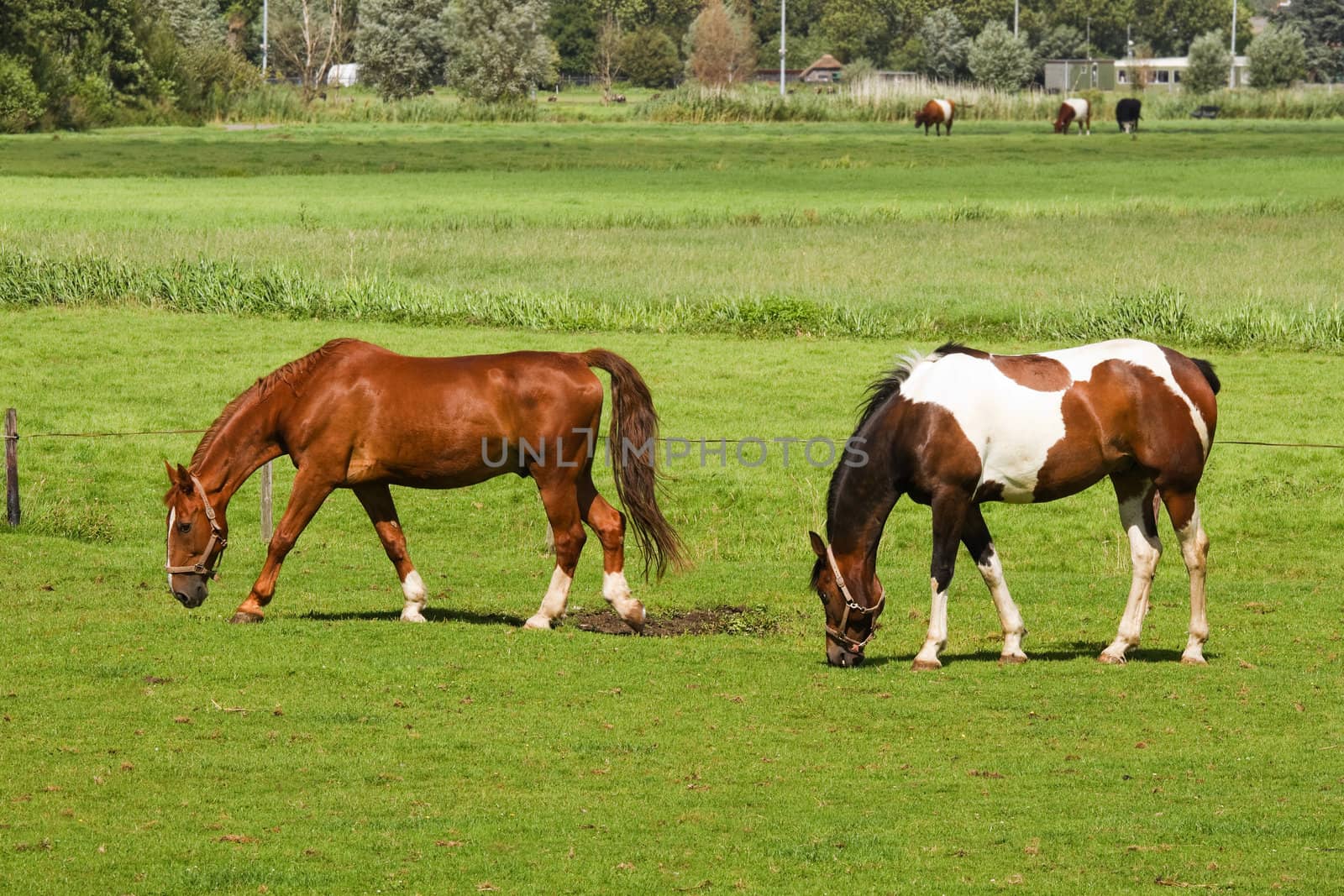 Two horses grazing on grassland by Colette