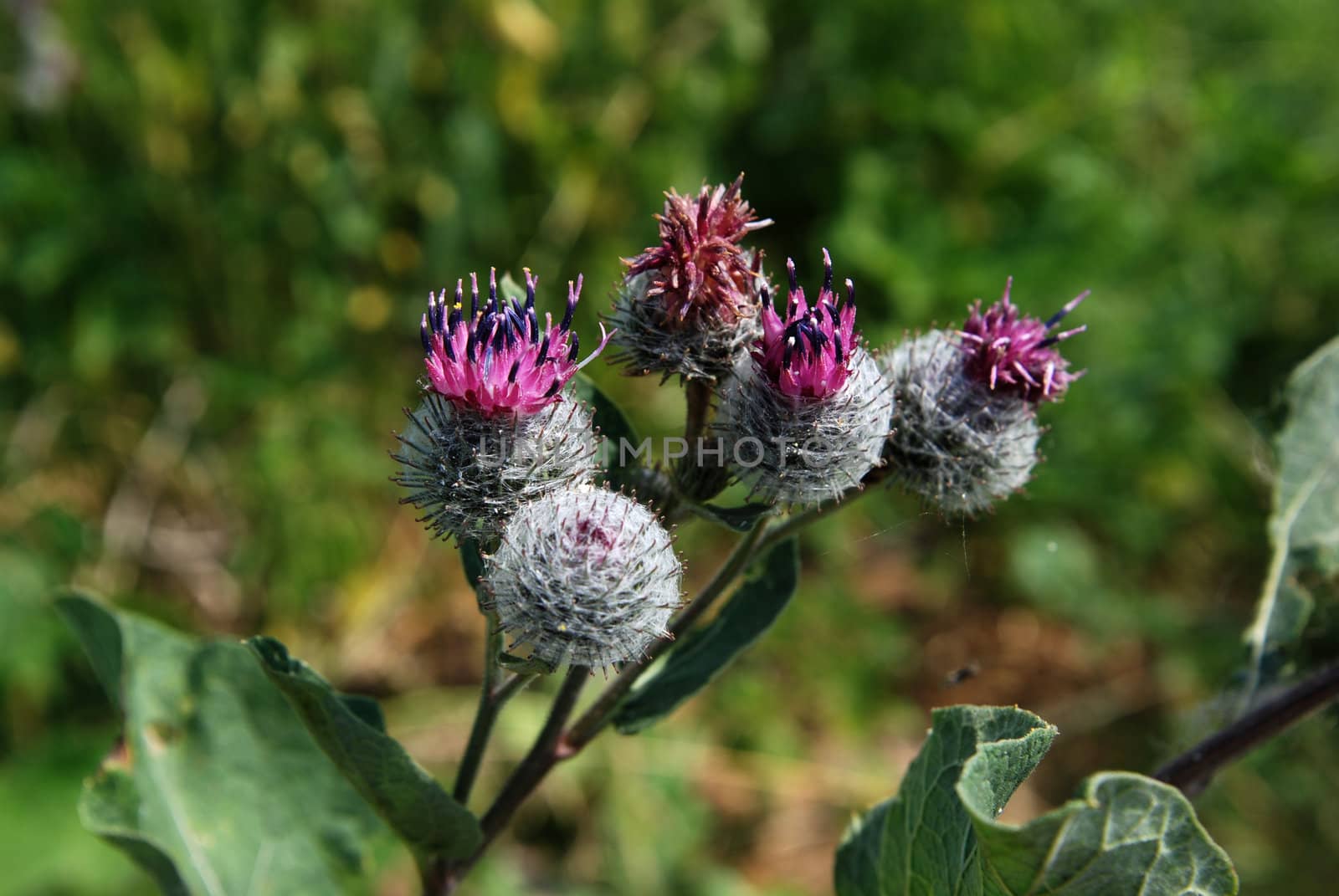 Blossoming prickly burdock in beams of the sun 