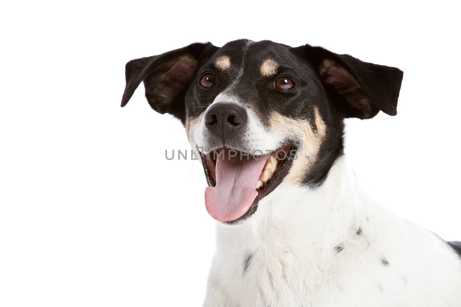 Happy dog by Fotosmurf