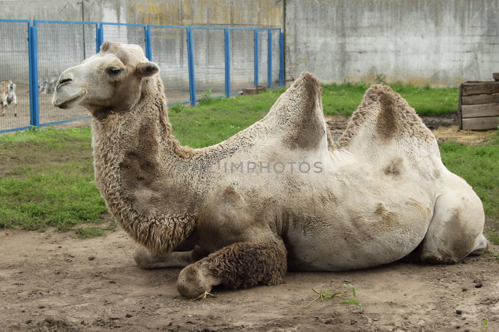 Camel in zoo by pulen