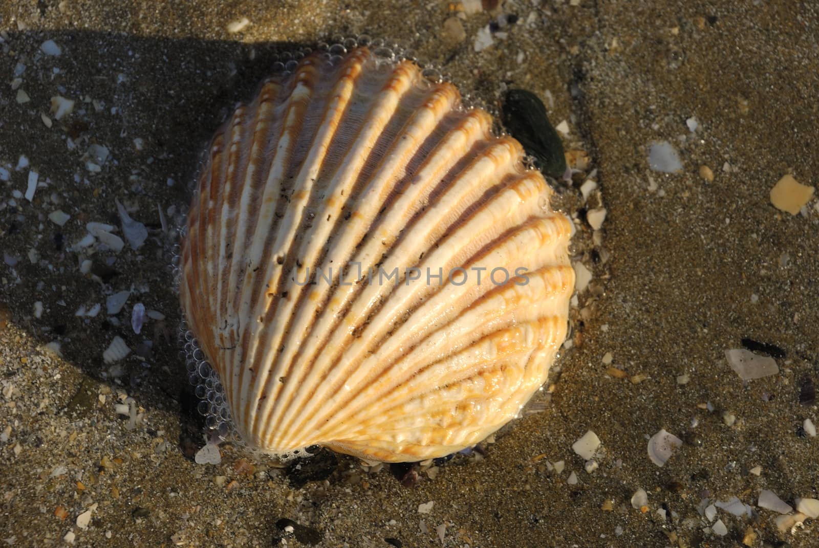 Shell on beach in sand