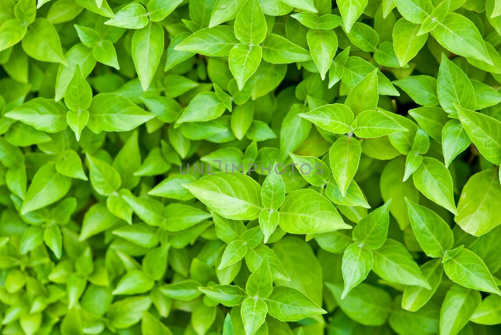 Green leafs background
 by sasilsolutions