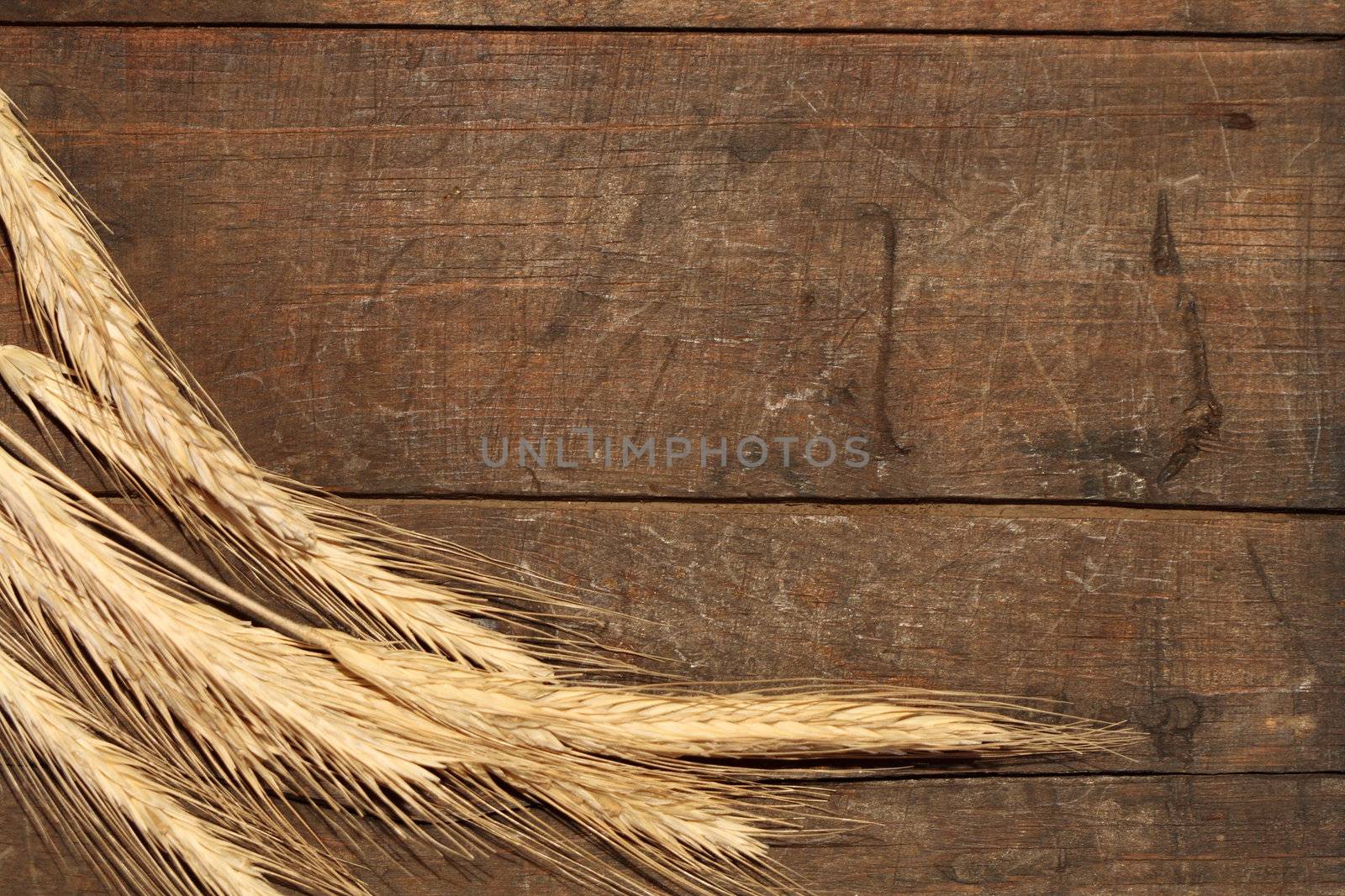 Wheat ears on wooden background with copy space