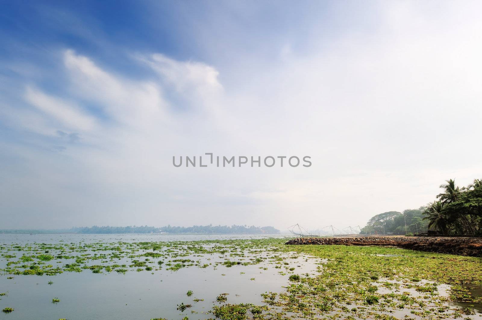 Flowering grasses on the coastal water of the ocean