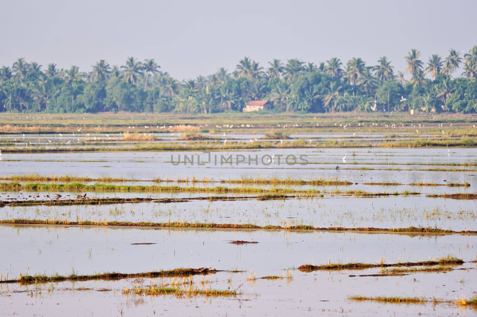 Сoastal part of the ocean with birds