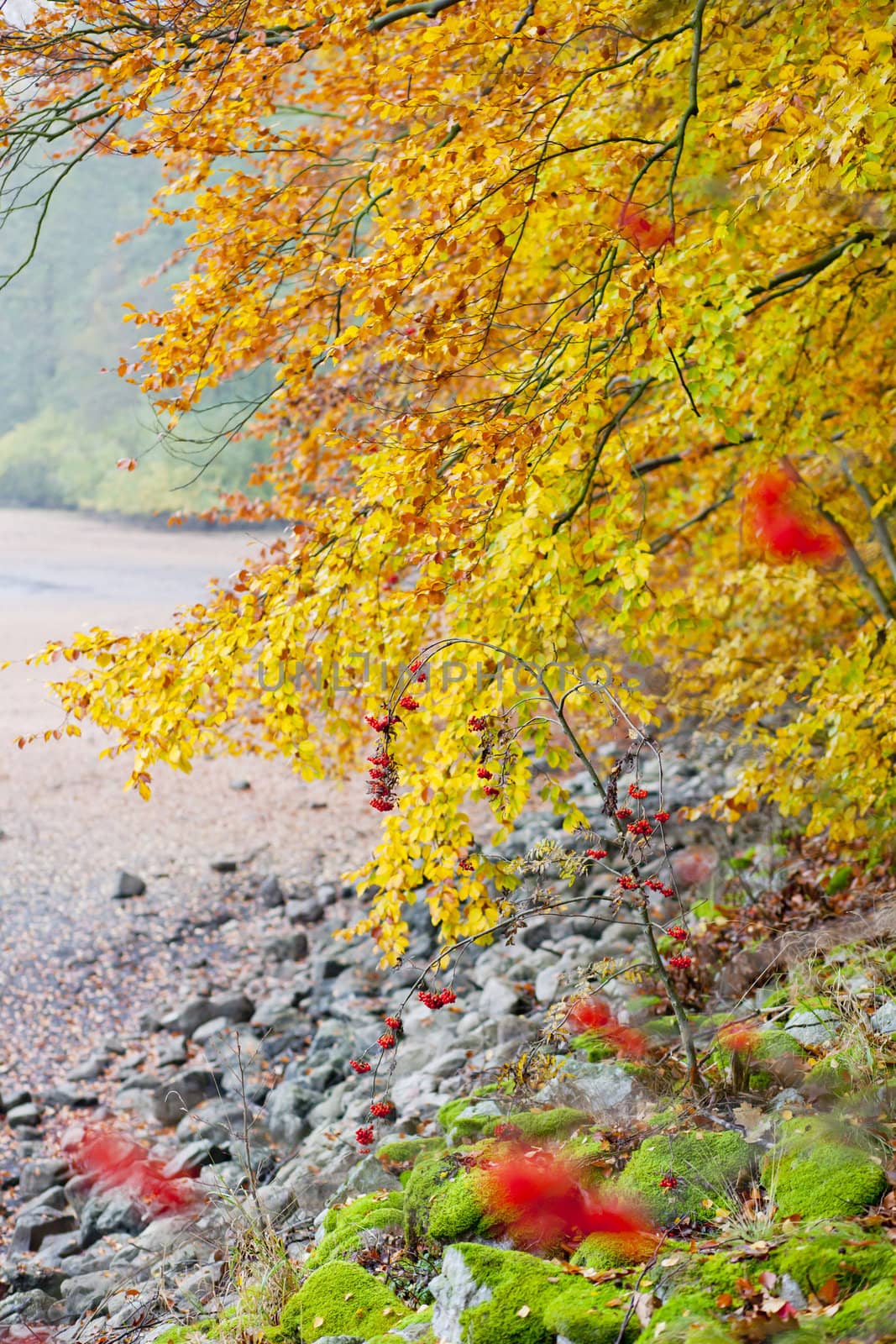 autumnal nature