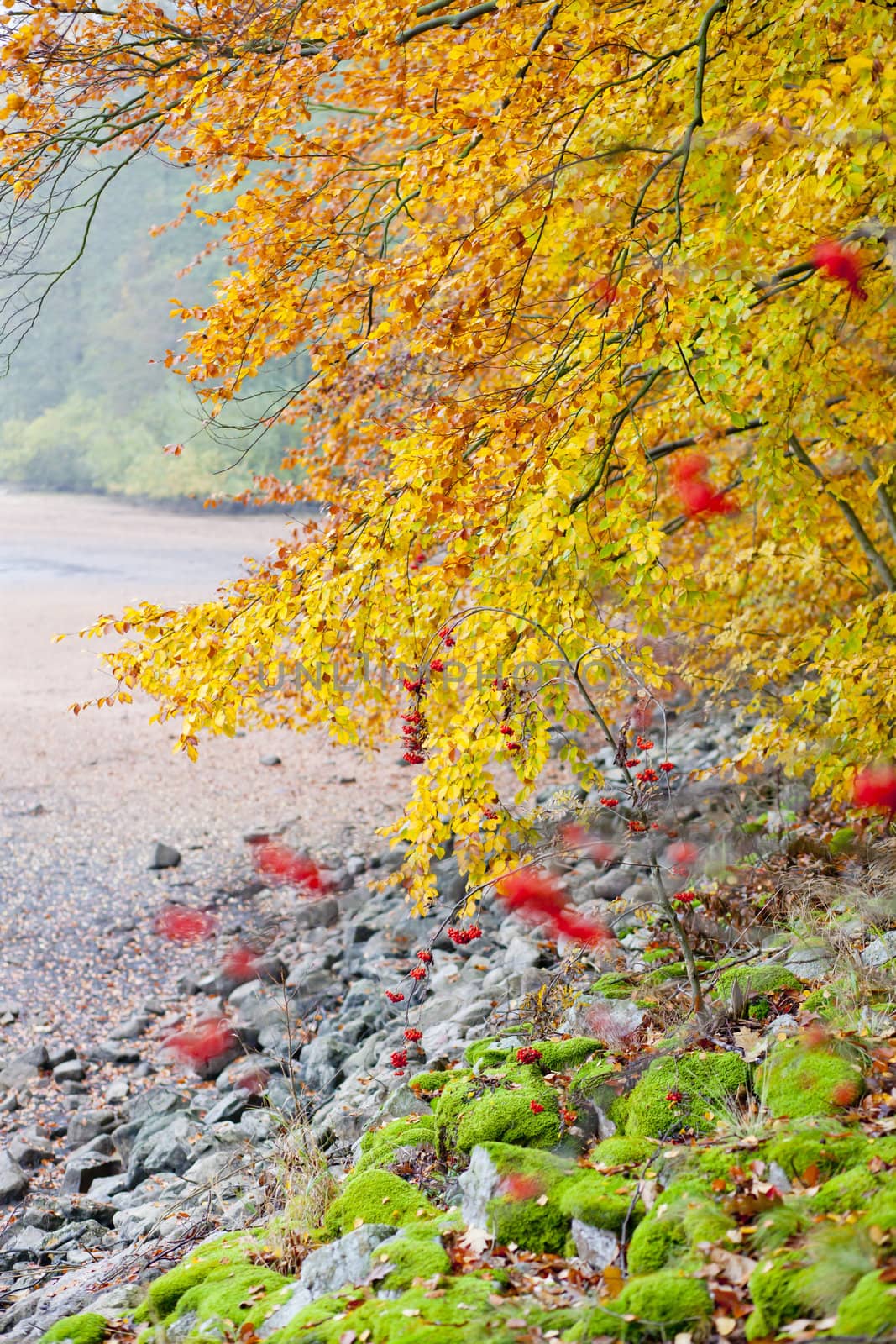 autumnal nature