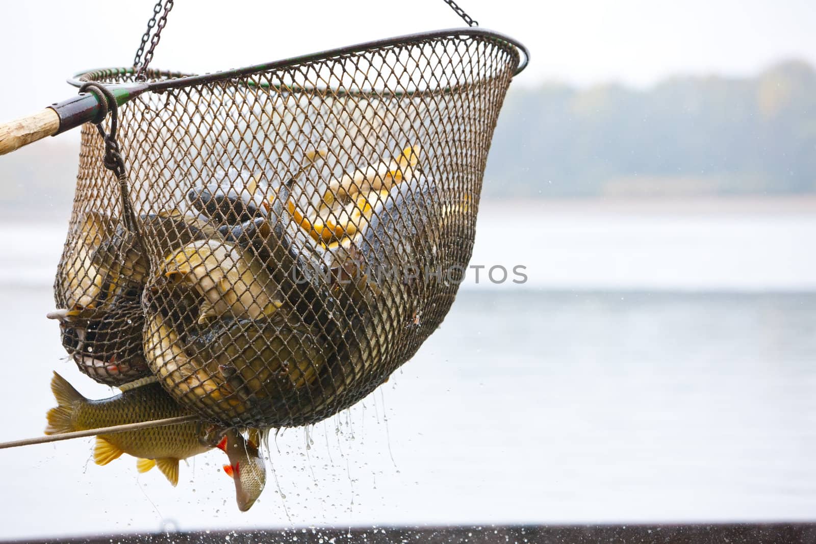 harvesting pond