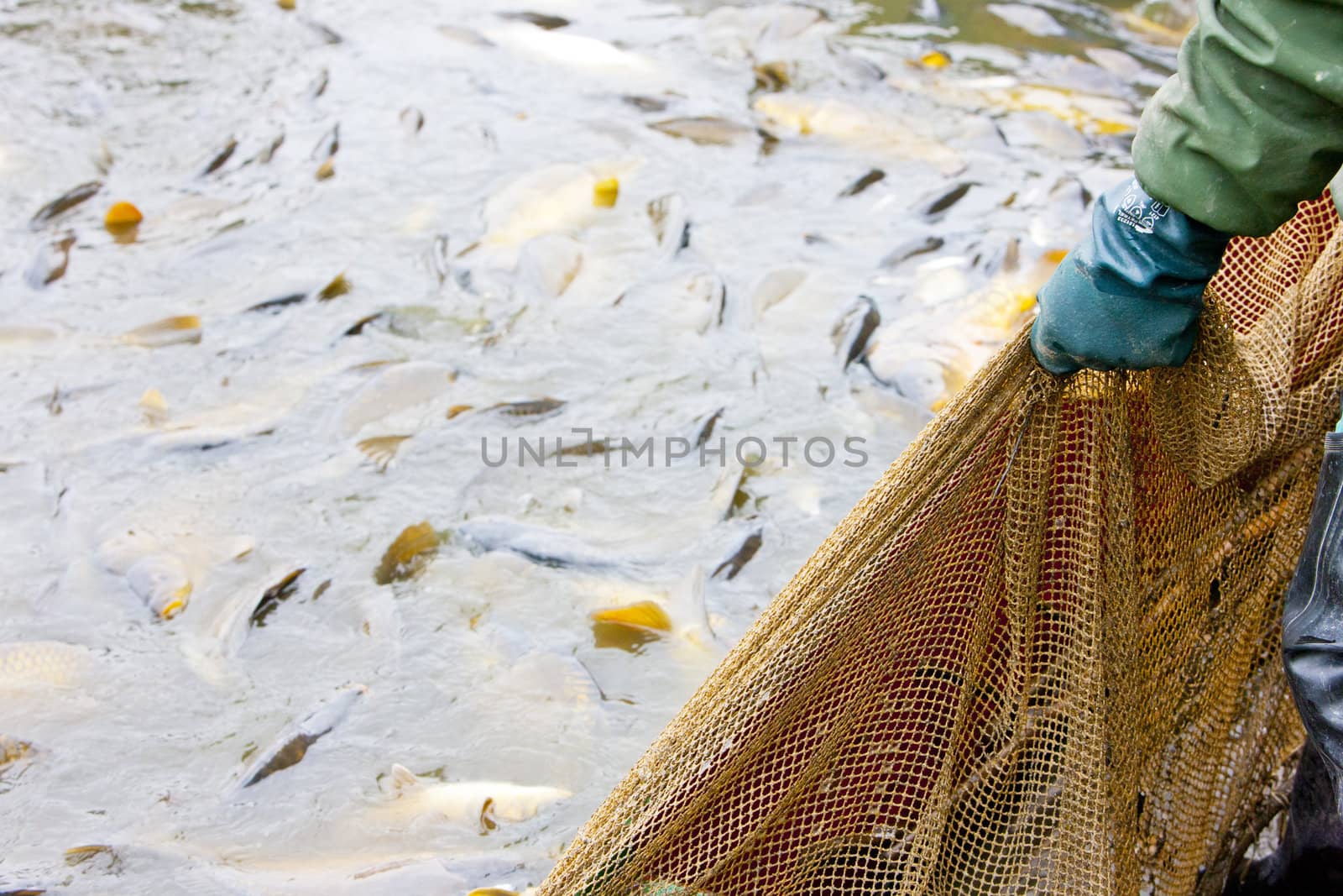 harvesting pond