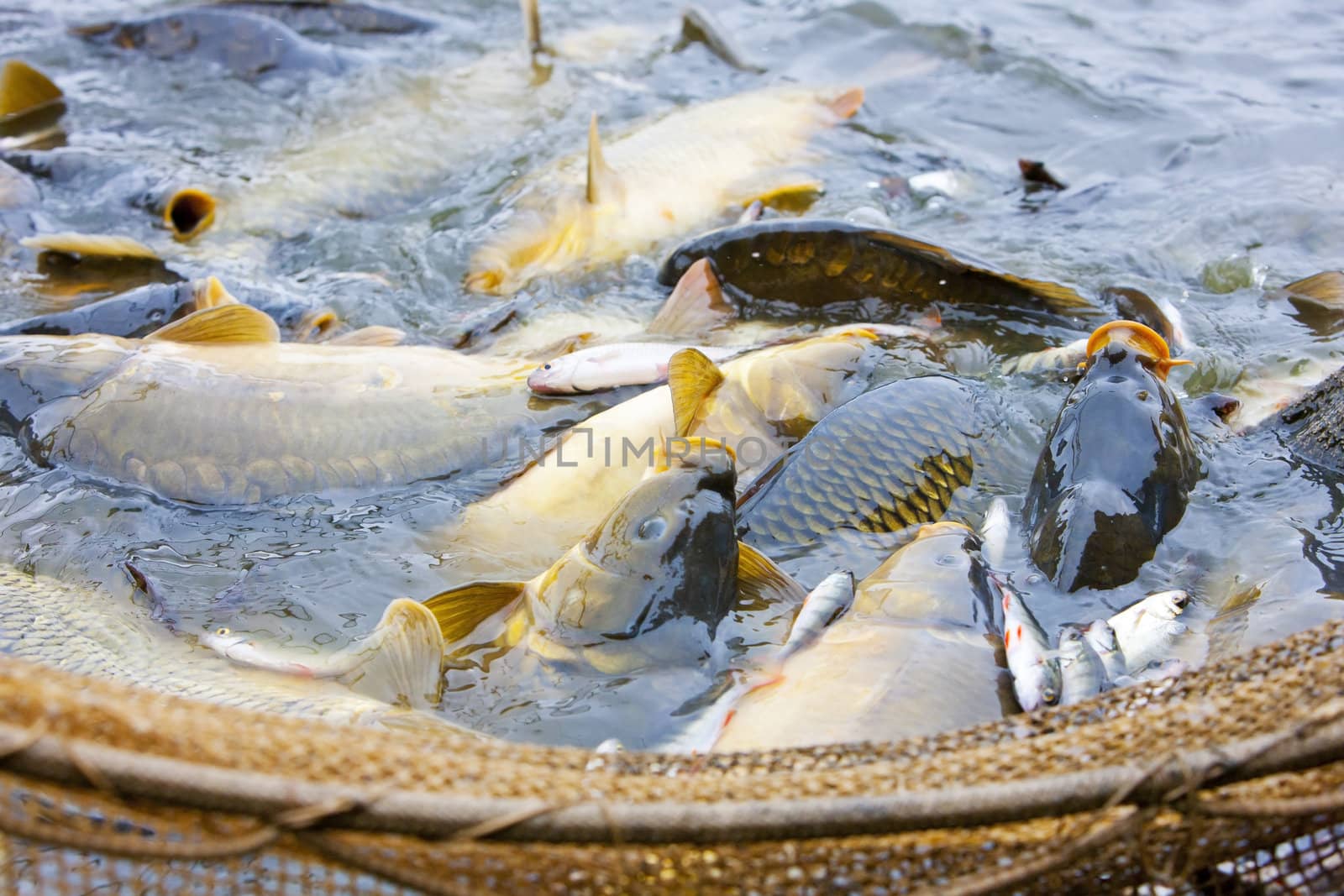 harvesting pond