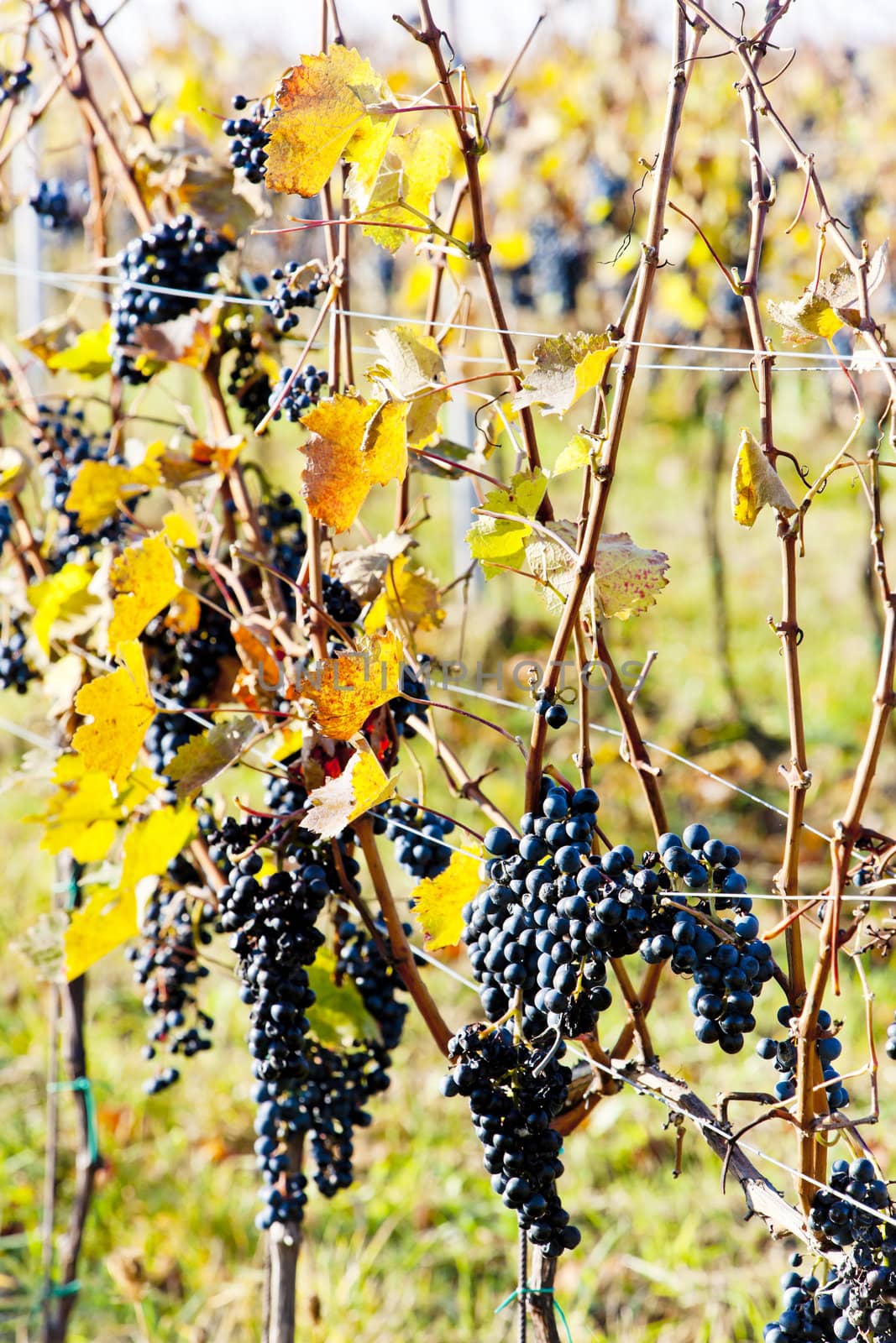 red grapes in vineyard, Czech Republic