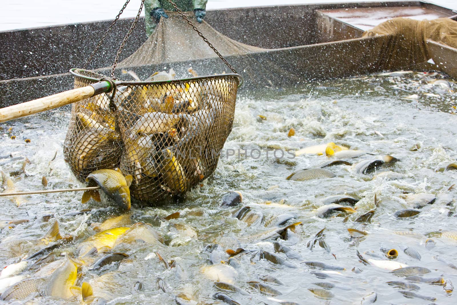 harvesting pond