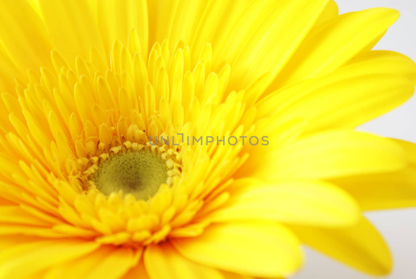 A vibrant close-up of a yellow gerber flower.
