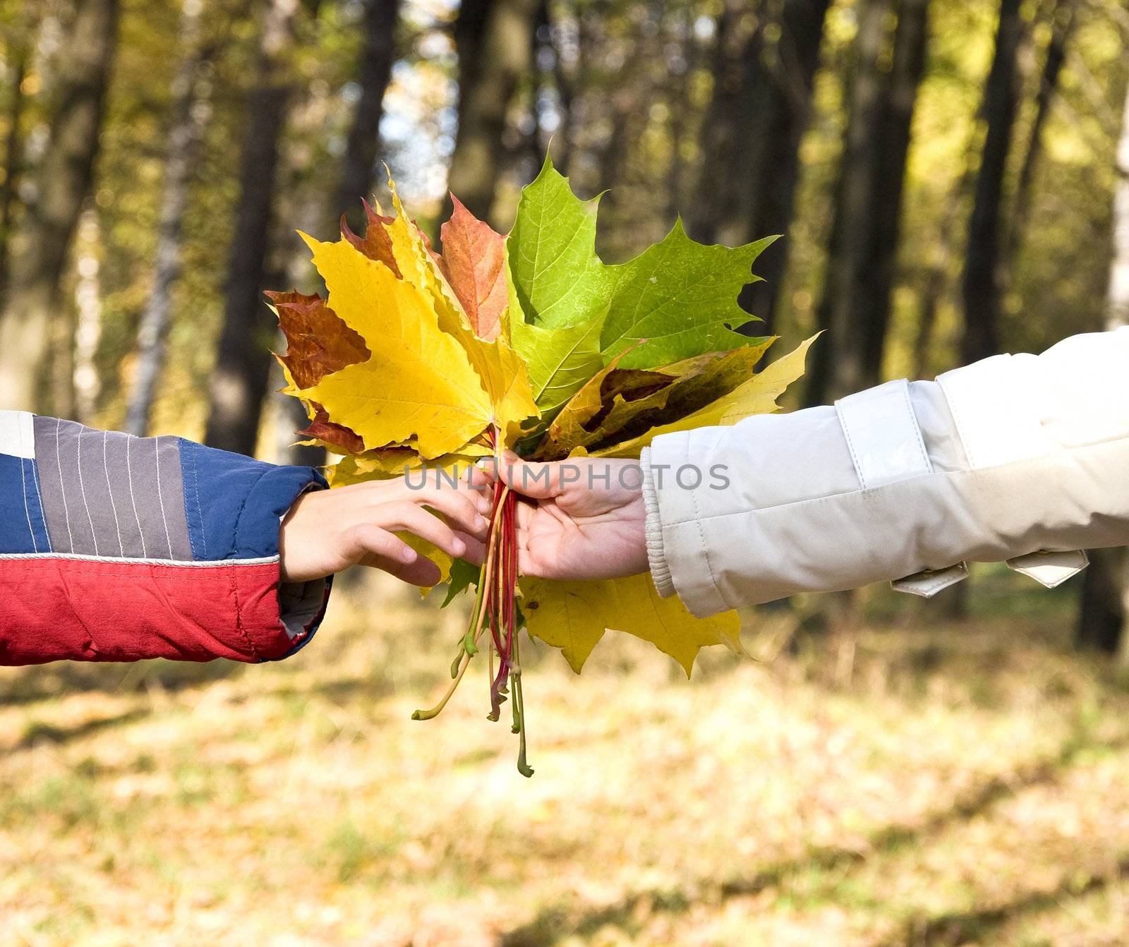 Closeup on a hand holding a bunch of bright fall maple leaves 