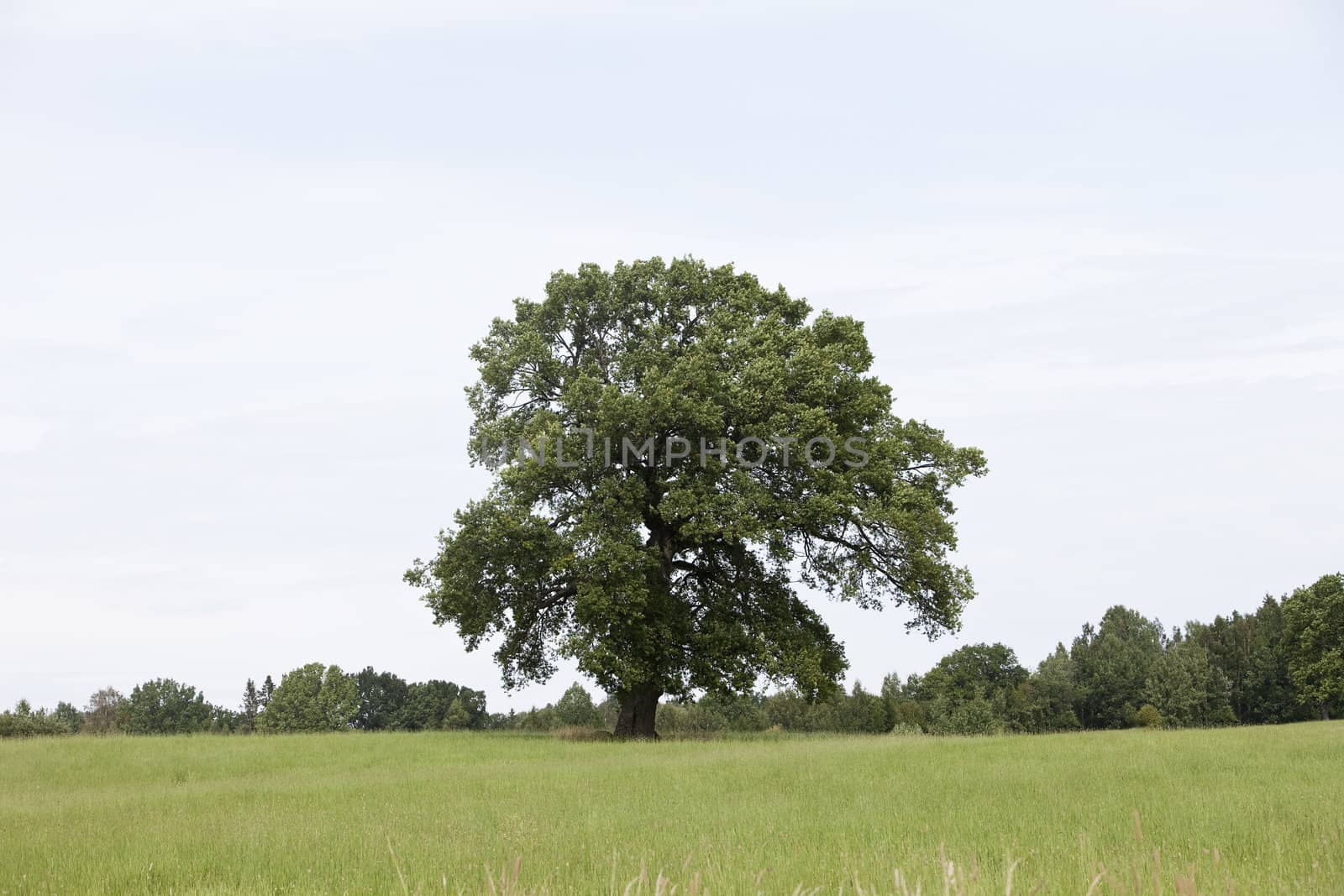 Oak on green hill by gemenacom