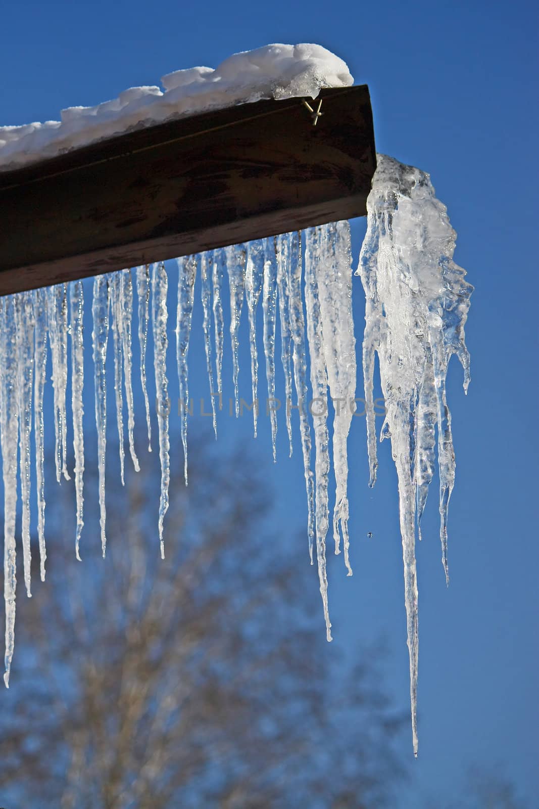 Large icicle formed at the end of roof gutter against clear blue sky.
