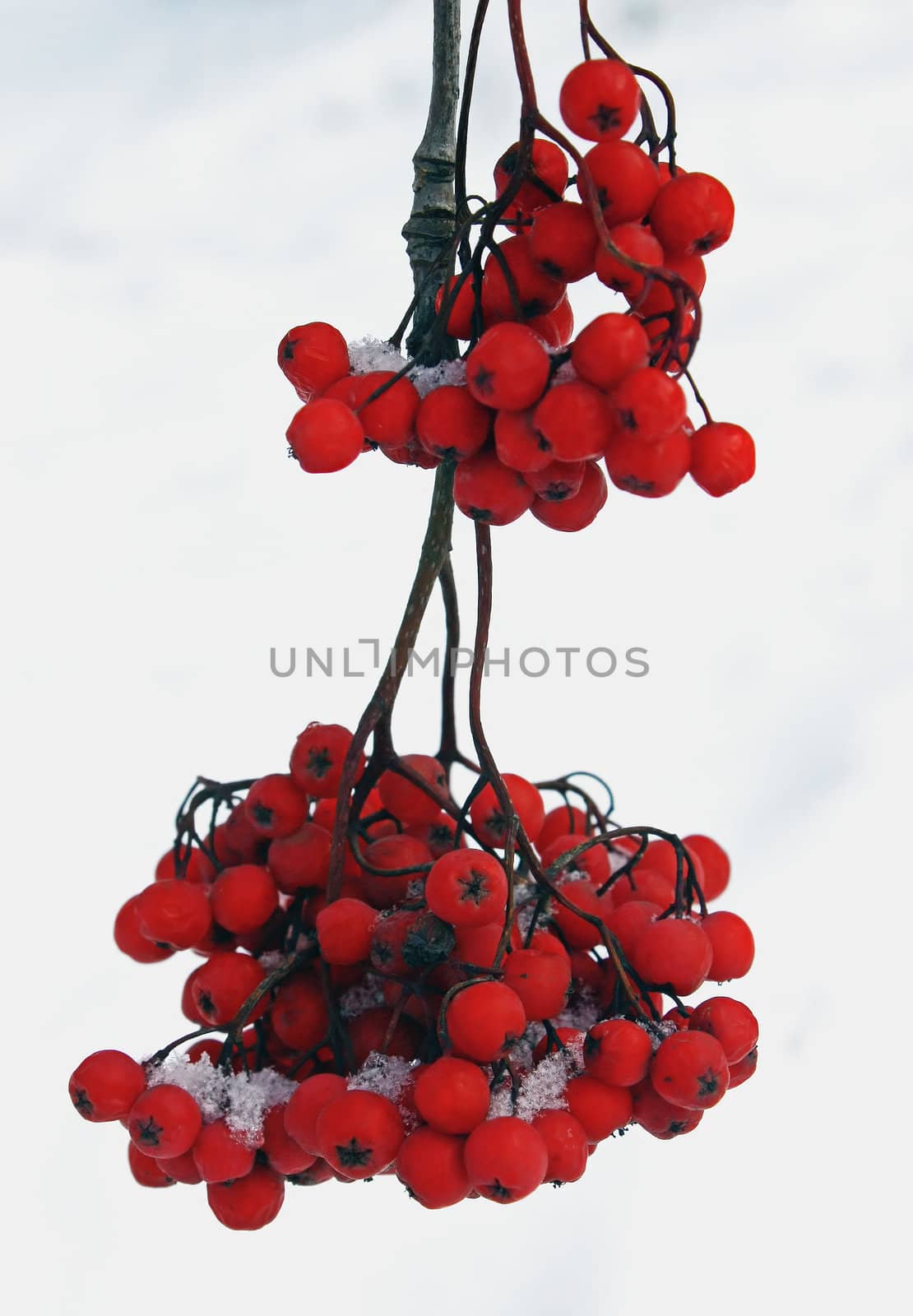 red  berries  by zhannaprokopeva