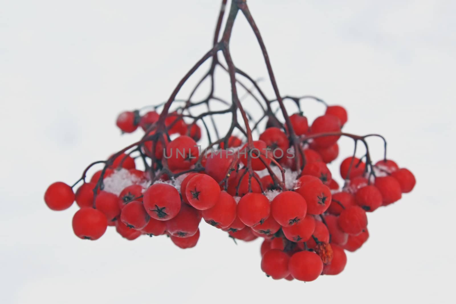 berries snow by zhannaprokopeva