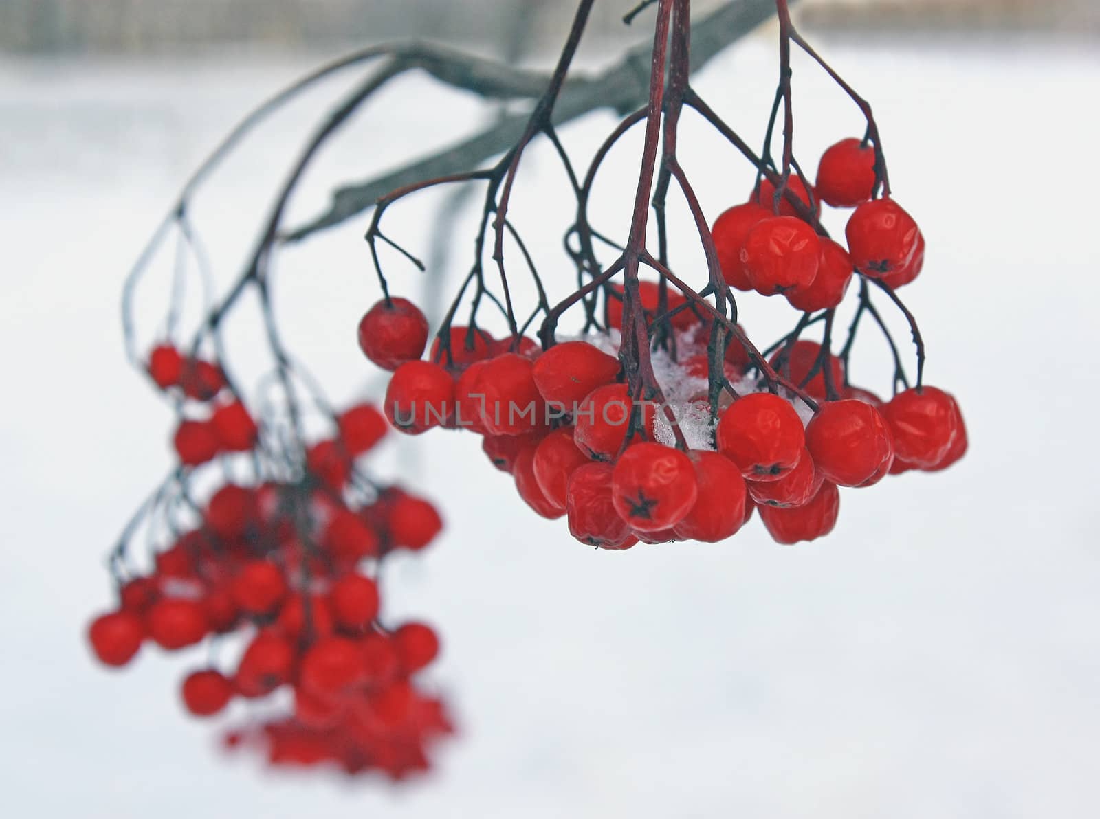 There has come winter. Snow has dropped out. On red berries white snow lies.