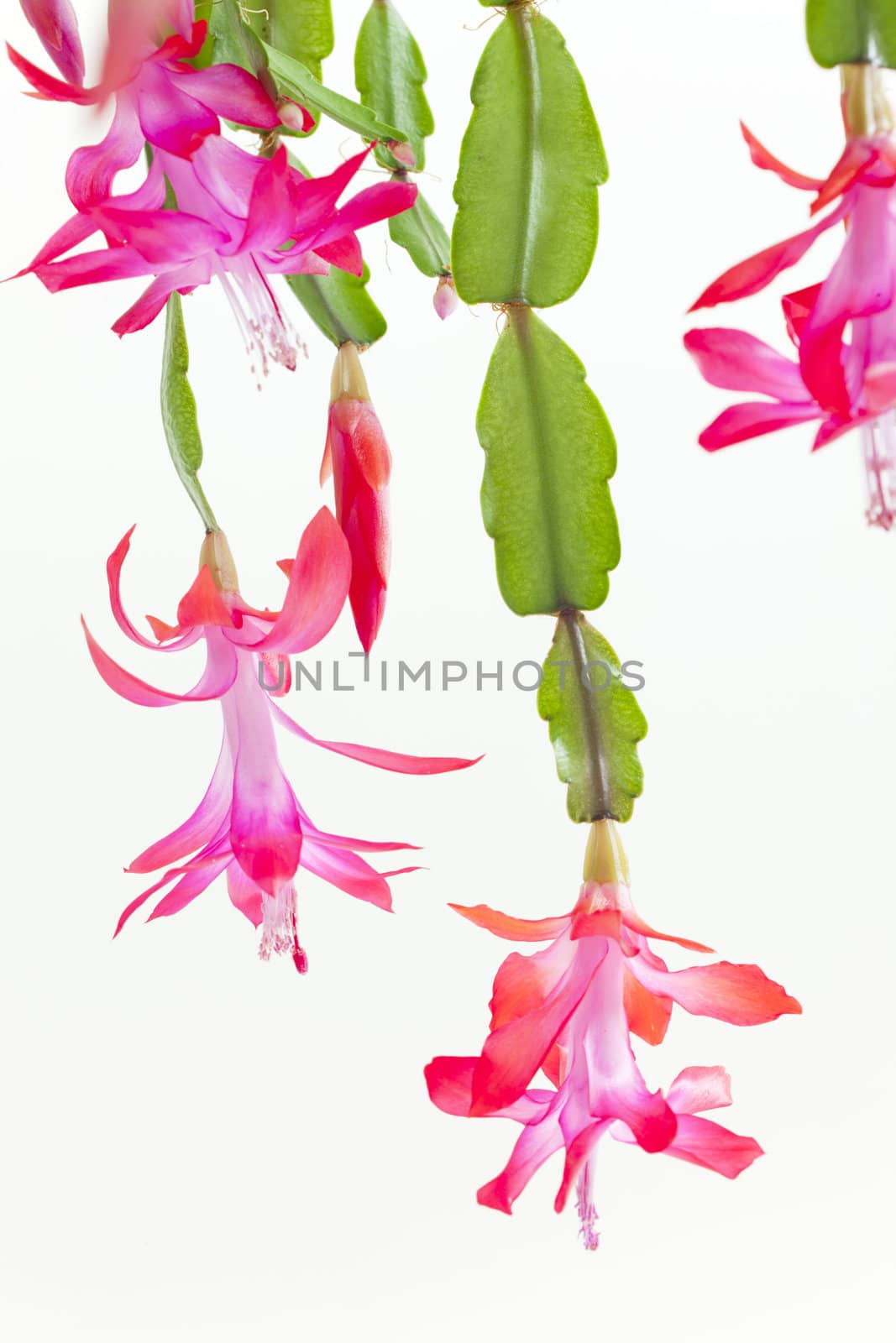 Christmas cactus