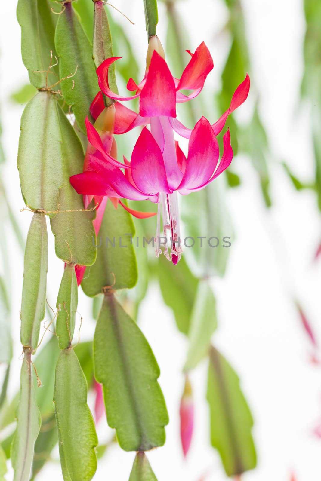 detail of Christmas cactus